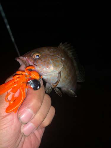 オオモンハタの釣果