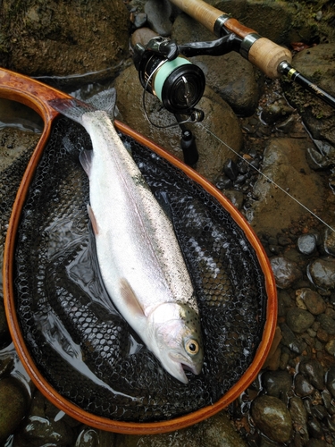 ニジマスの釣果