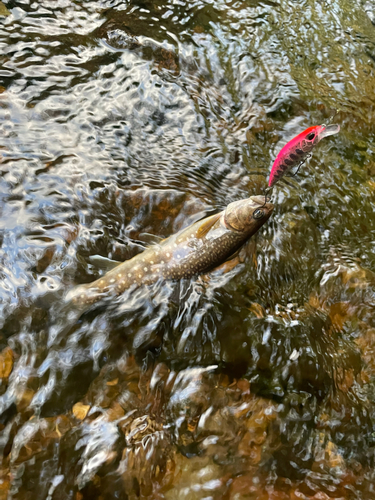 ヤマメの釣果