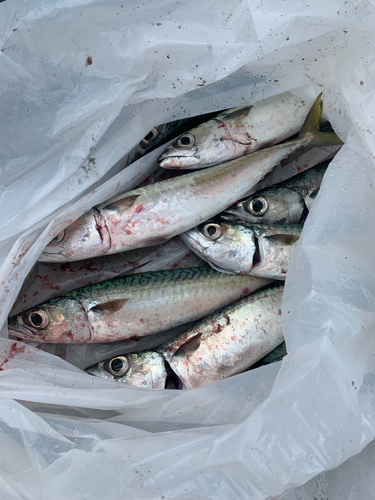 サバの釣果