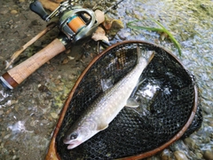 イワナの釣果