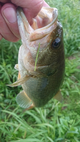 ラージマウスバスの釣果