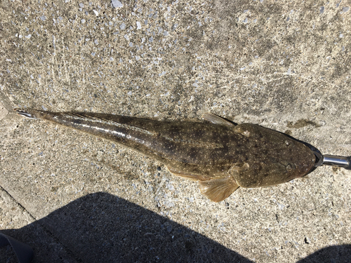 マゴチの釣果