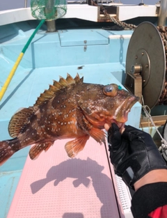 ガシラの釣果