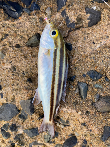 エソの釣果