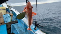 ホウボウの釣果