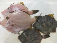 カワハギの釣果