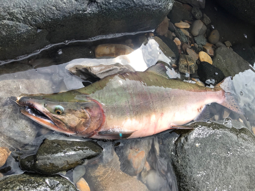 カラフトマスの釣果