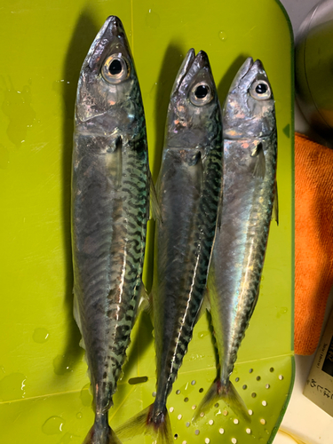 ゴマサバの釣果