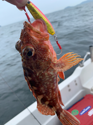 カサゴの釣果