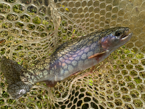 ニジマスの釣果