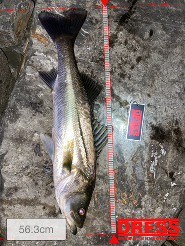 シーバスの釣果