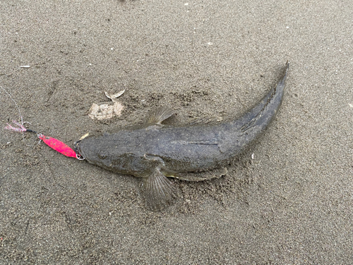 マゴチの釣果