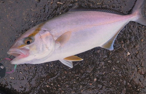 シオの釣果