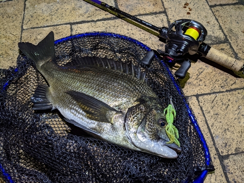 クロダイの釣果