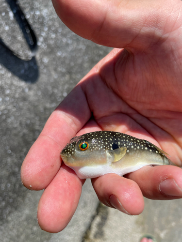 クサフグの釣果