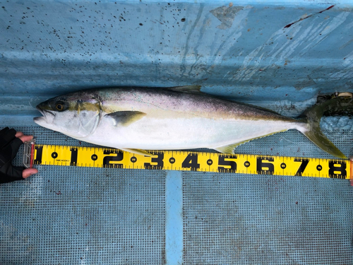 ヒラマサの釣果