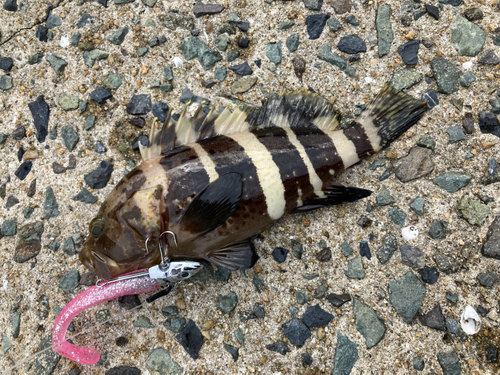 アオハタの釣果