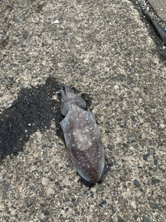 コウイカの釣果