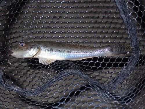 マハゼの釣果