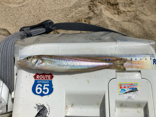 シロギスの釣果