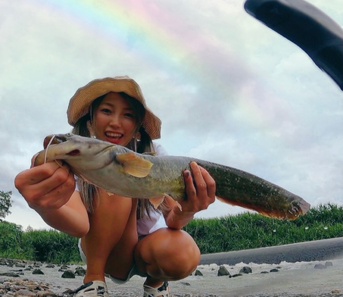 ナマズの釣果