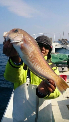 シロアマダイの釣果