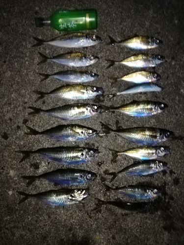 アジの釣果