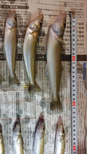 シロギスの釣果