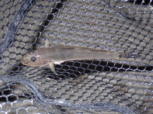 マハゼの釣果