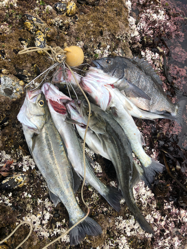 シーバスの釣果