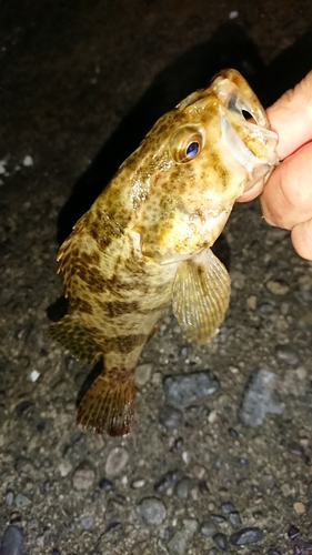 タケノコメバルの釣果