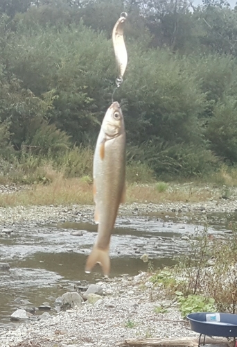 ウグイの釣果