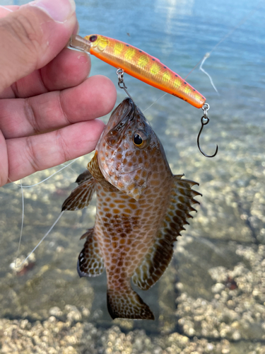 オオモンハタの釣果