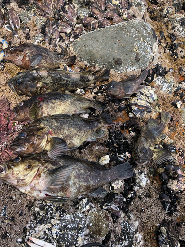 クロソイの釣果