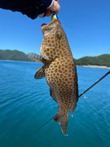 オオモンハタの釣果