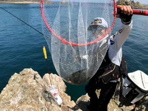 メジナの釣果