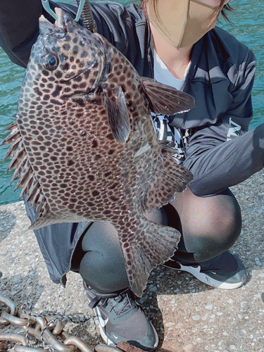 イシガキダイの釣果