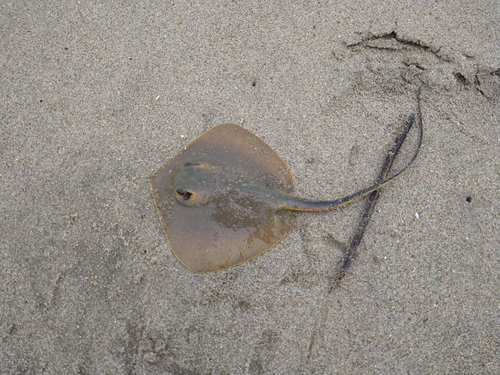 アカエイの釣果