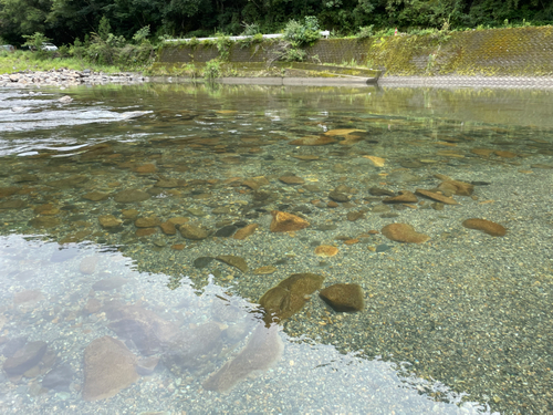 アユの釣果