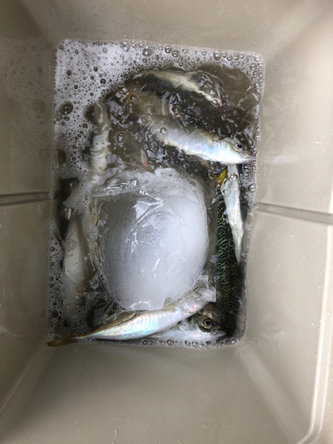 アジの釣果