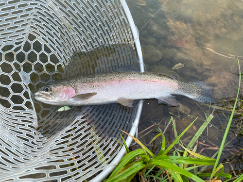 ニジマスの釣果