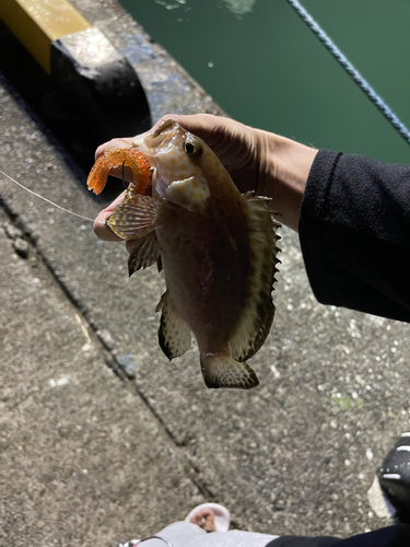 オオモンハタの釣果