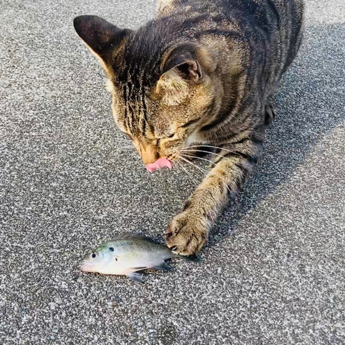 ブルーギルの釣果