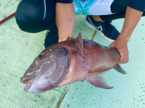 コブダイの釣果