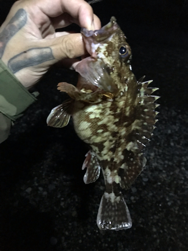 カサゴの釣果