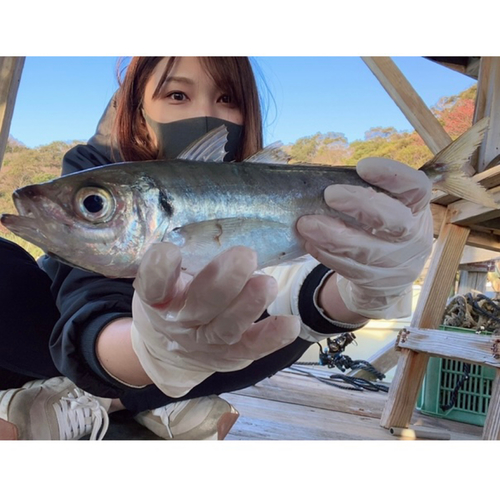 マアジの釣果