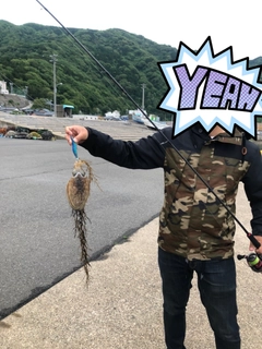 コウイカの釣果