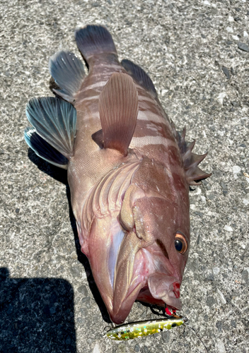 マハタの釣果