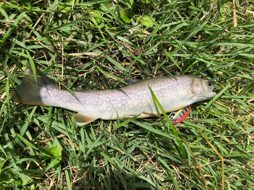 イワナの釣果